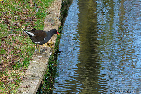 Molecatense beek Benedenloop 170320-110