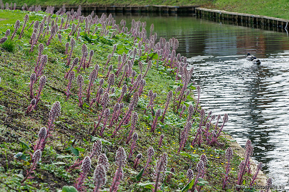 Molecatense beek Benedenloop 170320-111