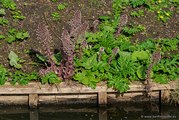 Molecatense beek Benedenloop 170320-113