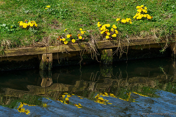 Molecatense beek Benedenloop 170320-115