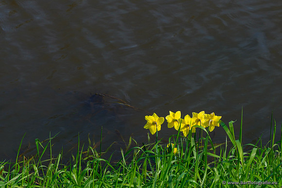 Molecatense beek Benedenloop 170320-116