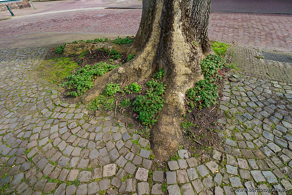 Molecatense beek Benedenloop 170320-123