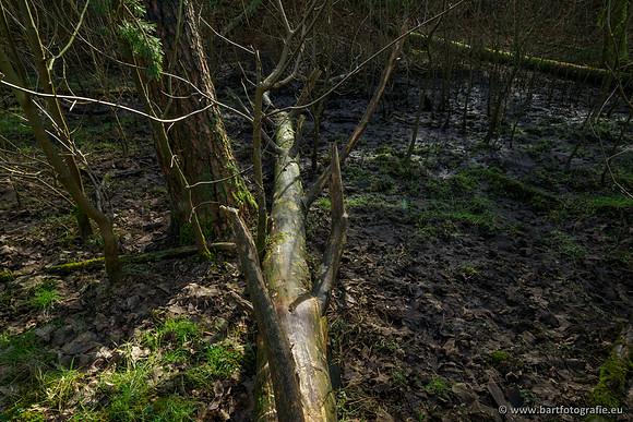 Het Nun 170320-006