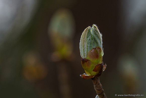 Bekenstelsel rondom Uddel en Elspeet 210320-207