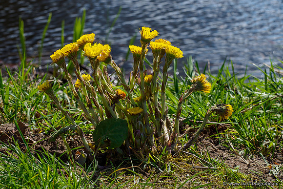Bekenstelsel rondom Uddel en Elspeet 210320-213