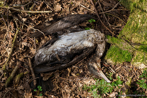 Bekenstelsel rondom Uddel en Elspeet 210320-217