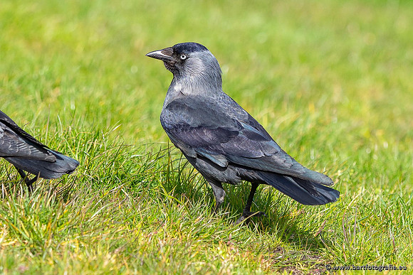 Kraaiachtigen, Bart Fotografie-227