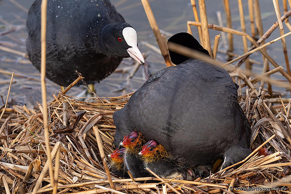 Kust- en Watervogels, Bart Fotografie-524