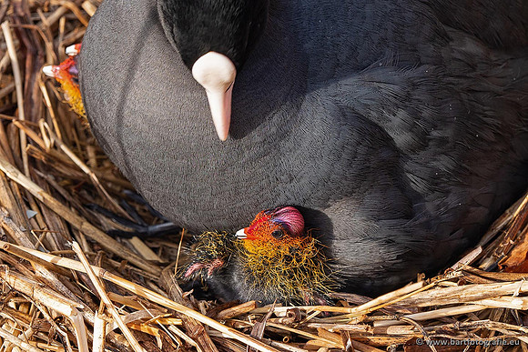Kust- en Watervogels, Bart Fotografie-525