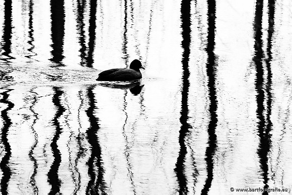 Kust- en Watervogels, Bart Fotografie-522