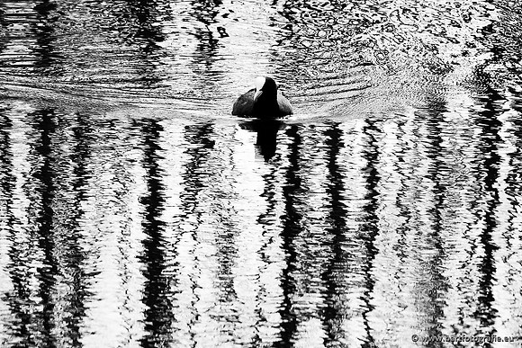 Kust- en Watervogels, Bart Fotografie-523