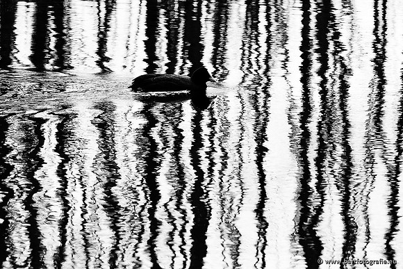 Kust- en Watervogels, Bart Fotografie-521