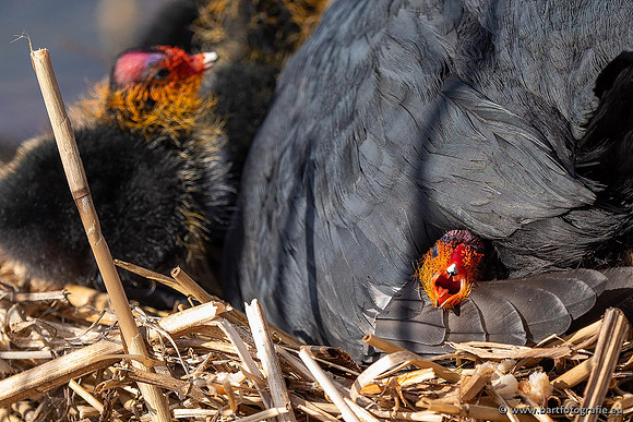 Kust- en Watervogels, Bart Fotografie-527