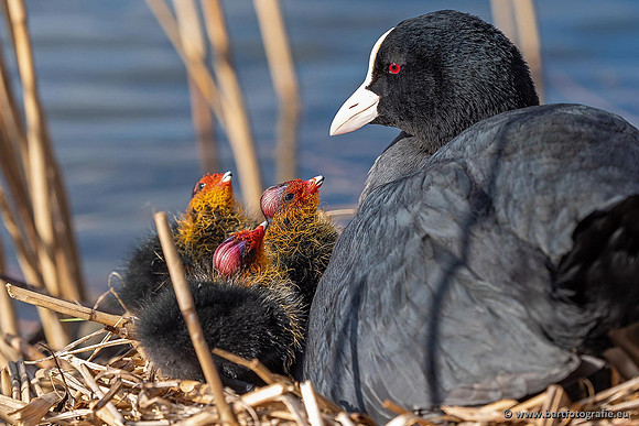 Kust- en Watervogels, Bart Fotografie-528