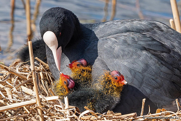 Kust- en Watervogels, Bart Fotografie-531