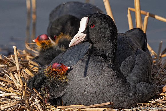 Kust- en Watervogels, Bart Fotografie-532