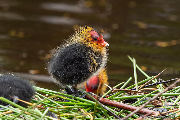Kust- en Watervogels, Bart Fotografie-533