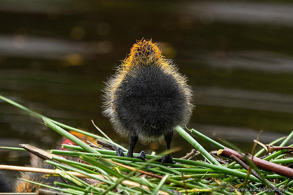 Kust- en Watervogels, Bart Fotografie-534