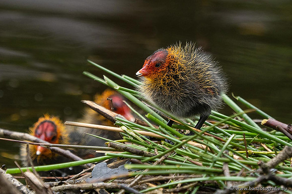 Kust- en Watervogels, Bart Fotografie-535