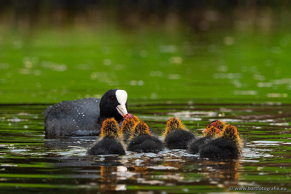 Kust- en Watervogels, Bart Fotografie-536