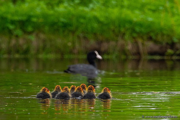 Kust- en Watervogels, Bart Fotografie-537
