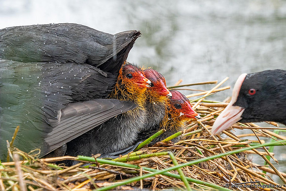 Kust- en Watervogels, Bart Fotografie-538