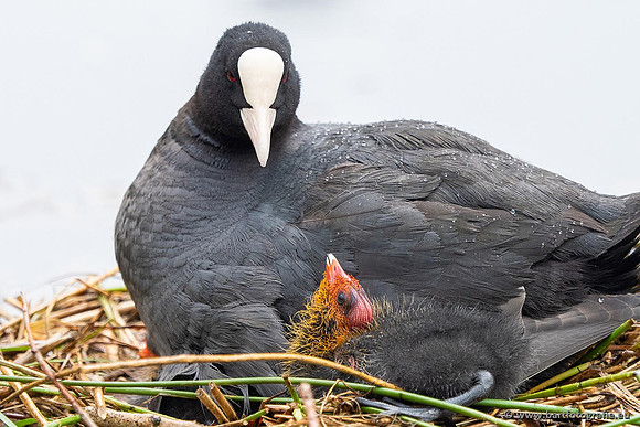 Kust- en Watervogels, Bart Fotografie-539