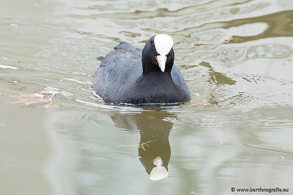 Kust- en Watervogels, Bart Fotografie-540