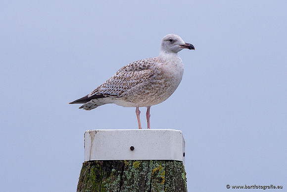 Kust- en Watervogels, Bart Fotografie-542