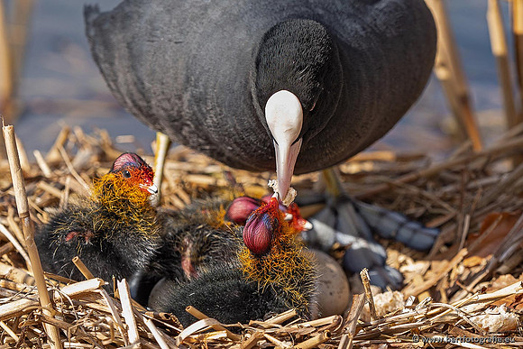 Kust- en Watervogels, Bart Fotografie-530