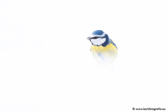 Mezen, Bart Fotografie-431