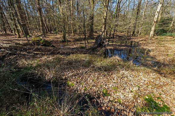 Beken rondom Elspeet 310320-058
