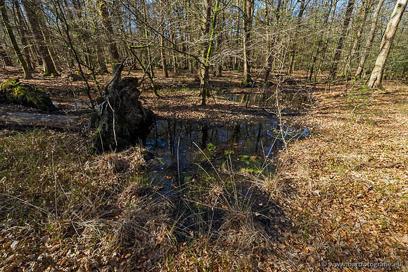 Beken rondom Elspeet 310320-059