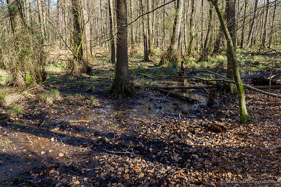 Beken rondom Elspeet 310320-095