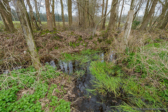 Beken rondom Elspeet 310320-263