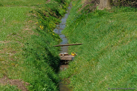 Bekenstelsel rondom Elspeet 060420-023