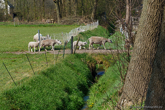 Bekenstelsel rondom Elspeet 060420-029