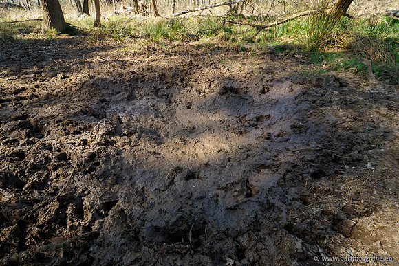 Bekenstelsel rondom Elspeet 060420-065