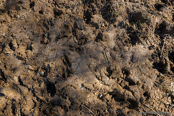 Bekenstelsel rondom Elspeet 060420-066