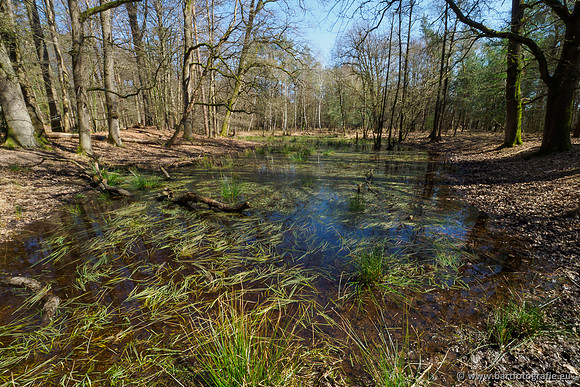 Bekenstelsel rondom Elspeet 060420-099
