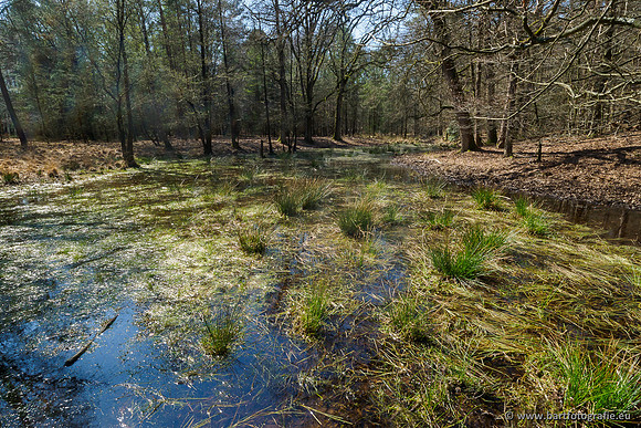 Bekenstelsel rondom Elspeet 060420-109