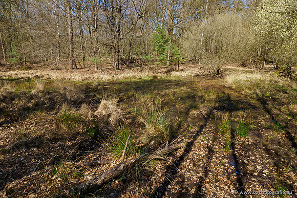 Bekenstelsel rondom Elspeet 060420-115