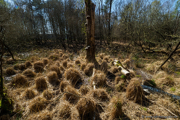 Bekenstelsel rondom Elspeet 060420-120