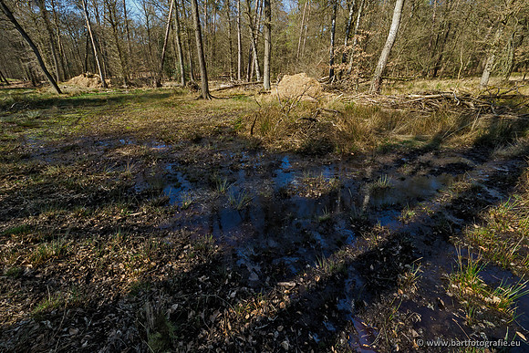Bekenstelsel rondom Elspeet 060420-123