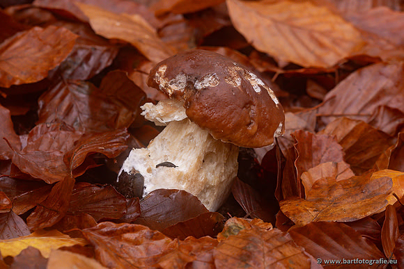 Paddenstoelen 2024-045
