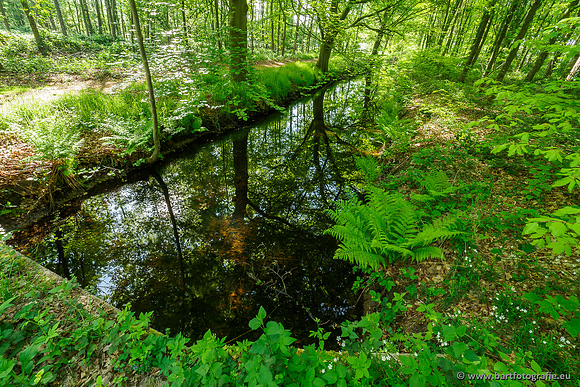 Hierdense beek 080520-032