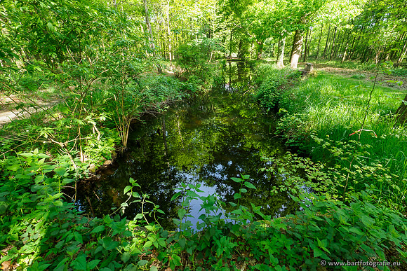 Hierdense beek 080520-034