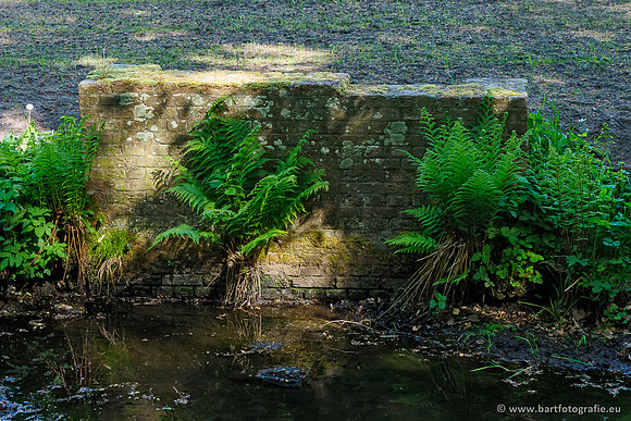 Hierdense beek 080520-049