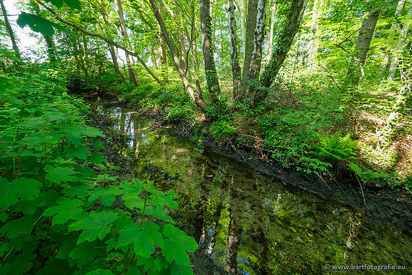 Hierdense beek 080520-052