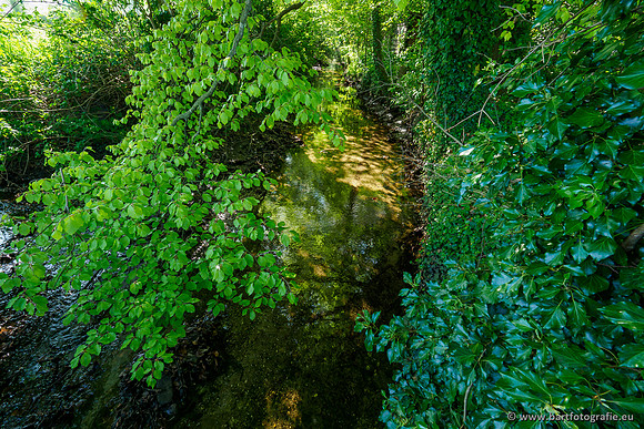 Hierdense beek 080520-058